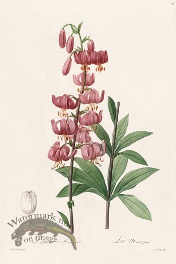 Les Liliacees Redoute 146